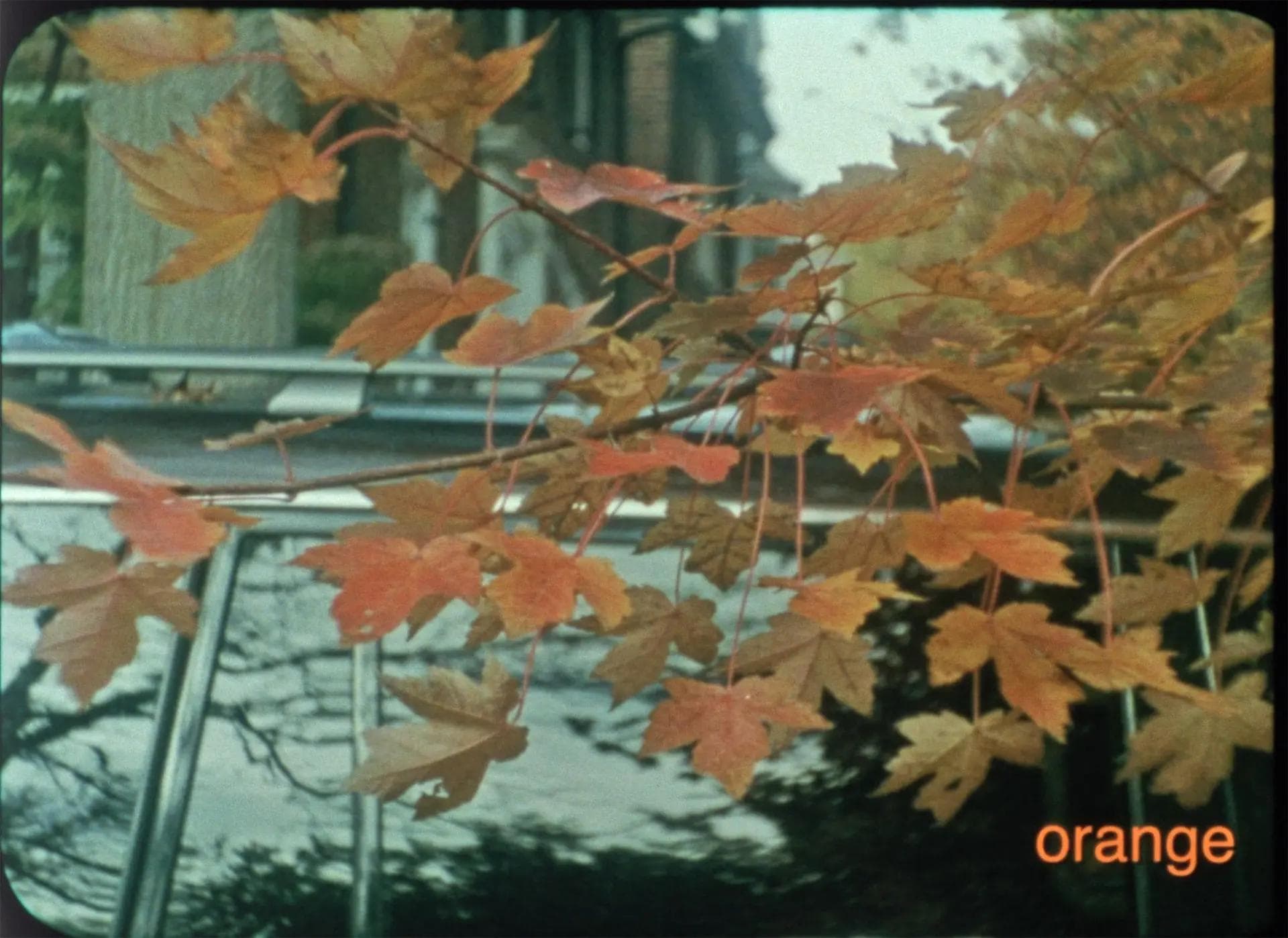 orange maple leaves in front of a car