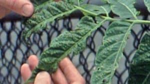 Hands hold a leaf of an Ailanthus Tree.