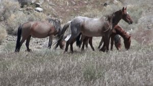 Wild horses roam Nevada as a new industrial economy is created.