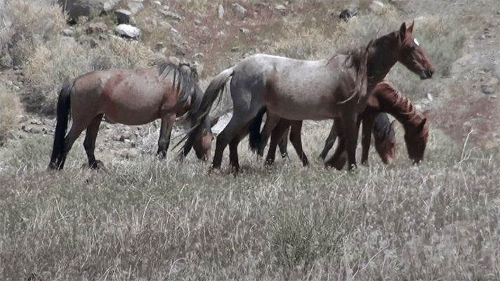 Wild horses roam Nevada as a new industrial economy is created.