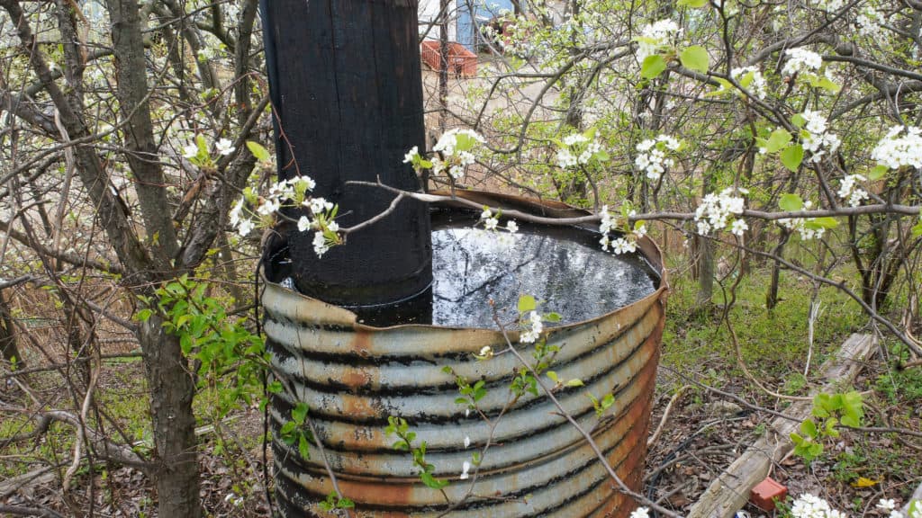 Spring growth reflects off water contained by rusted corrugated metal.