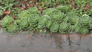 Succulents on a rainy day