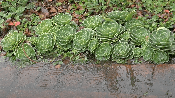Succulents on a rainy day