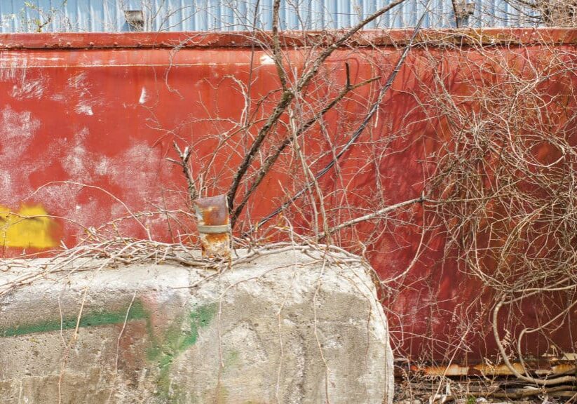 A mess of dormant vines hang along a red wall behind a concrete barrier block.